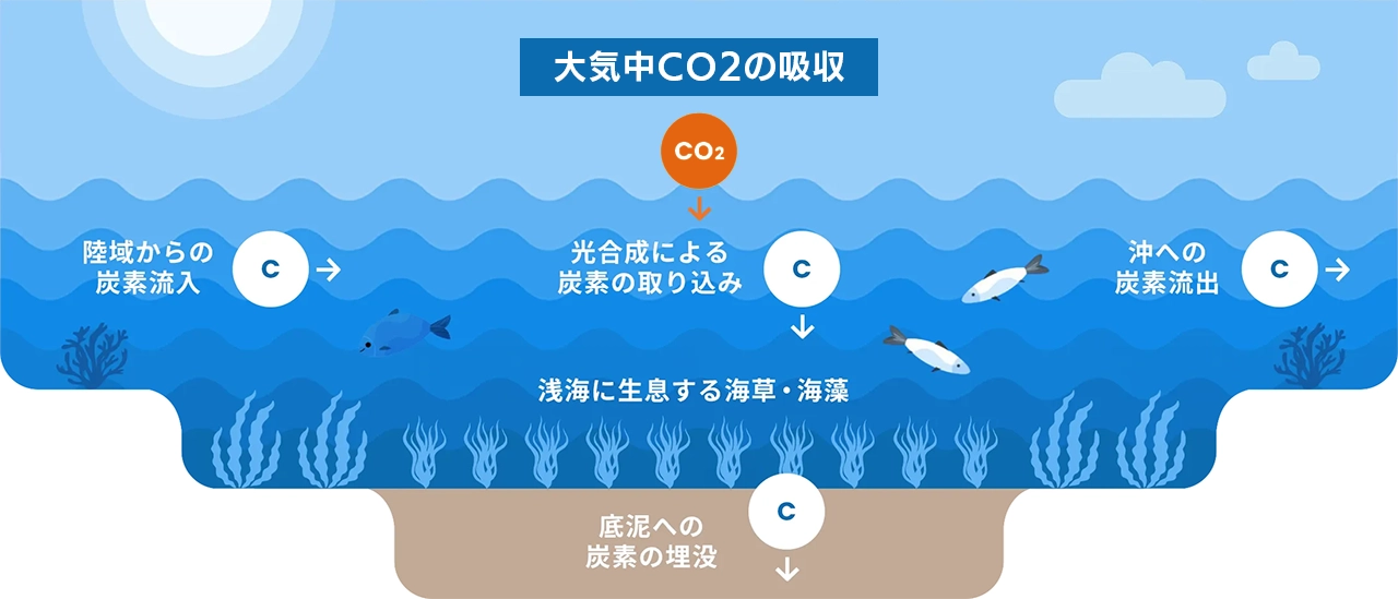 大気中の二酸化炭素を海が吸収し、海泥へ炭素を埋没し固定するまでの流れ