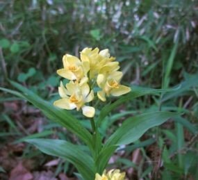 技術研究所の雑木林が地域生物多様性増進法に基づく自然共生サイトに認定されました！